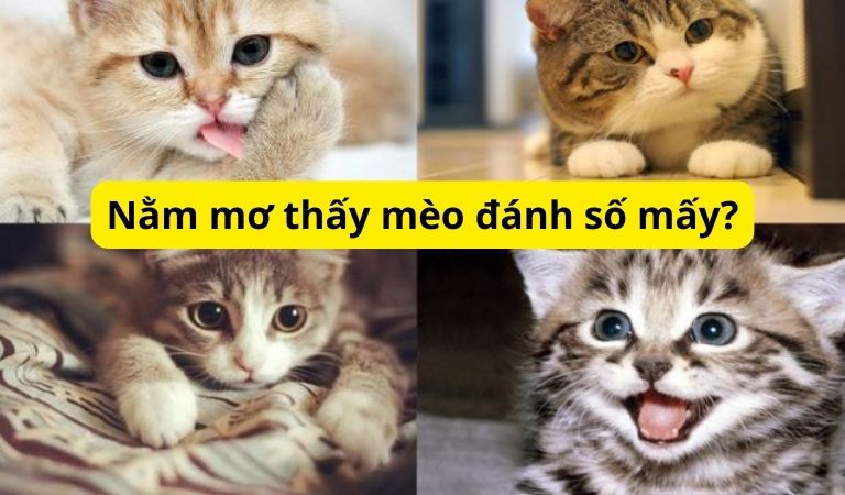 Dự báo con số đánh lô đề khi nằm mơ thấy mèo